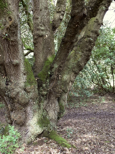 Bois des Moutiers (42) Mai 2012